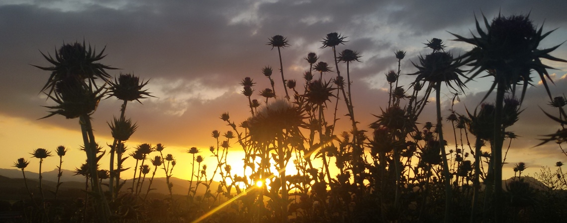 Cardi al tramonto