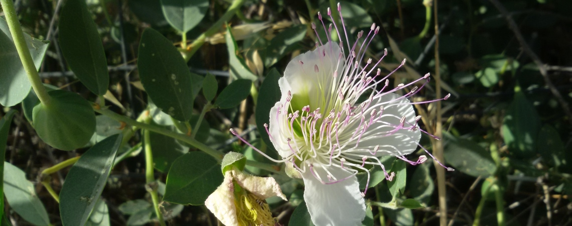 Fiore di cappero