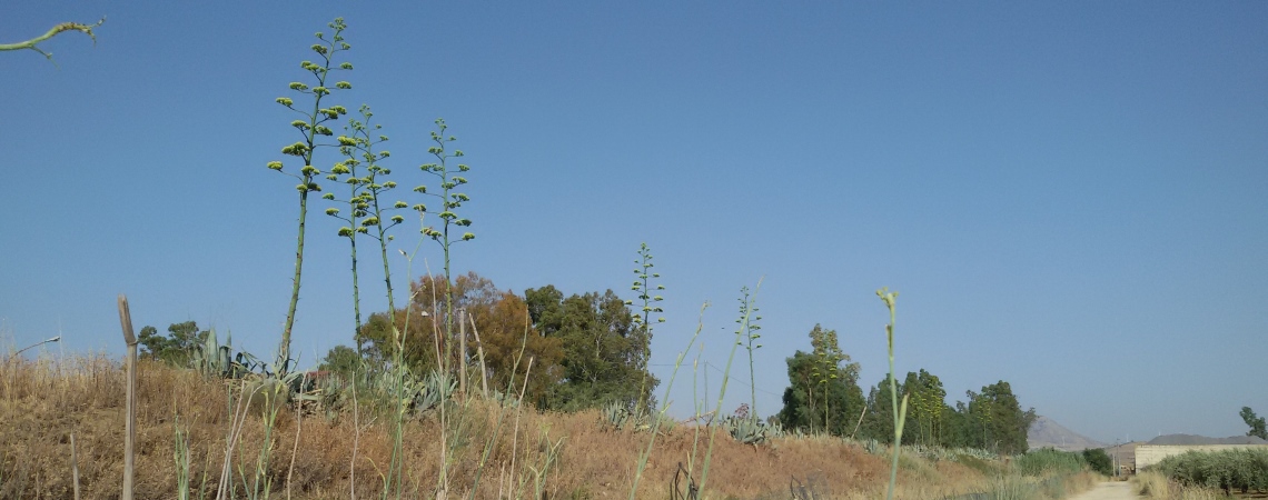 Fiori di Agave